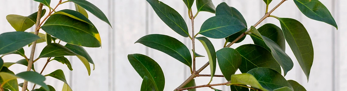 fethiye psikolojik danışmanlık merkezi