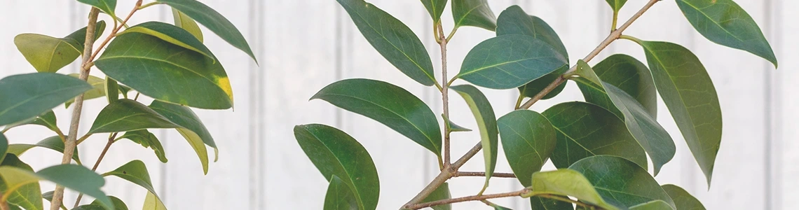 fethiye psikolojik danışmanlık merkezi